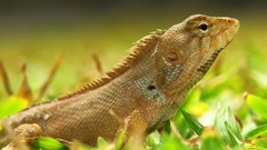 Iguana Reptiles
