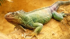Iguana Reptiles