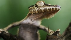 Iguana Reptiles geckos