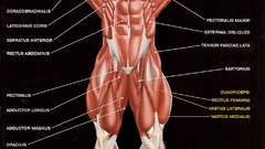 Illustrations muscles Science medicine