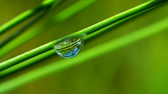 Imprisoned water drop dew