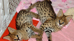 Indoors Animals blanket Kittens