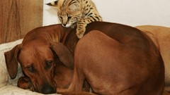 Indoors Animals Dogs brown