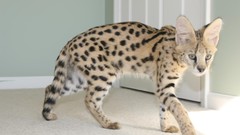 Indoors Animals serval