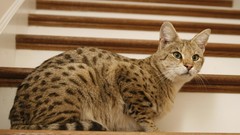 Indoors Animals stairways serval