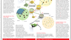 Infographics Biofuels