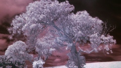 Infrared photography