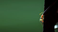 Insect fire ant insects