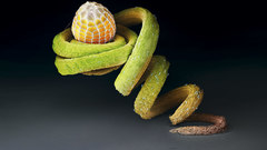 Insect help and ) With need 1600 eggswp foobar