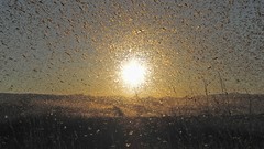 Insects Africa plague locust