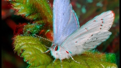 Insects anaglyph moths