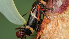 Insects ants bugs treehopper