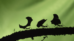 Insects ants leaves silhouettes