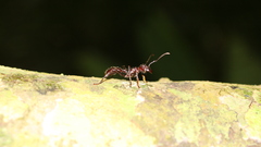 Insects ants macro logs