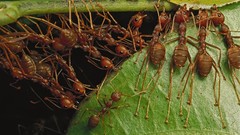 Insects ants national geographic