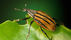 Insects Beetles macro