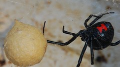 Insects BlackWidow