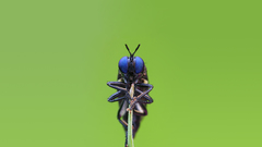 Insects Bug iridescence arthropod