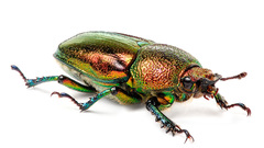 Insects Bug Metallic white