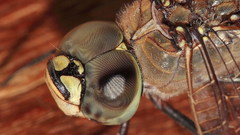 Insects bugs Dragonflies