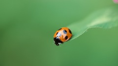 Insects bugs ladybirds Animals