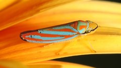 Insects camouflage bugs graphocephala