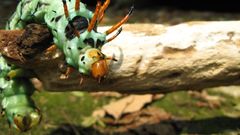 Insects caterpillars