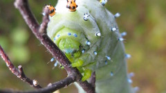 Insects caterpillars