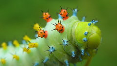 Insects caterpillars macro