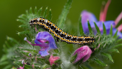 Insects caterpillars macro buds
