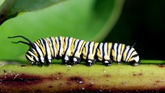 Insects caterpillars monarch