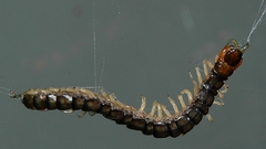 Insects centipede spiders