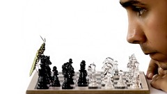 Insects chess Men funny