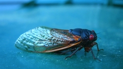 Insects cicada insect Animals