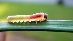 Insects colored caterpillars macro