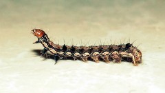 Insects crawling caterpillars