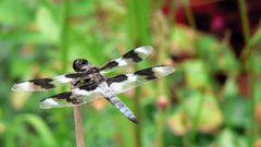 Insects Dragonflies