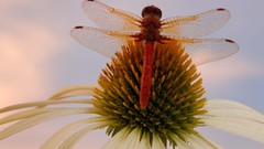Insects Dragonflies coneflowers