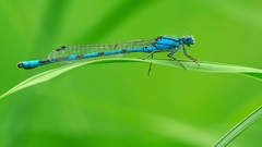 Insects dragonfly insect