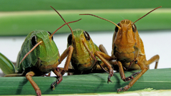 Insects grasshopper