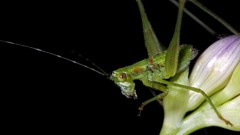 Insects grasshopper
