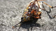 Insects grasshopper
