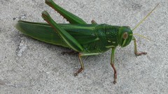 Insects grasshopper