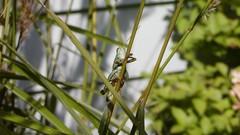 Insects grasshopper