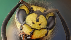 Insects hornets bees Animals