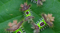 Insects leaves caterpillars