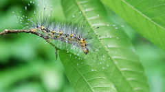 Insects leaves caterpillars macro