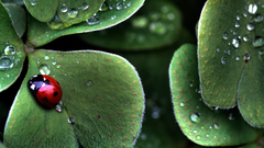 Insects leaves Plants ladybirds