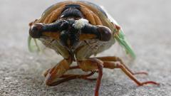 Insects macro cicada