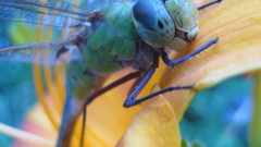 Insects macro Dragonflies